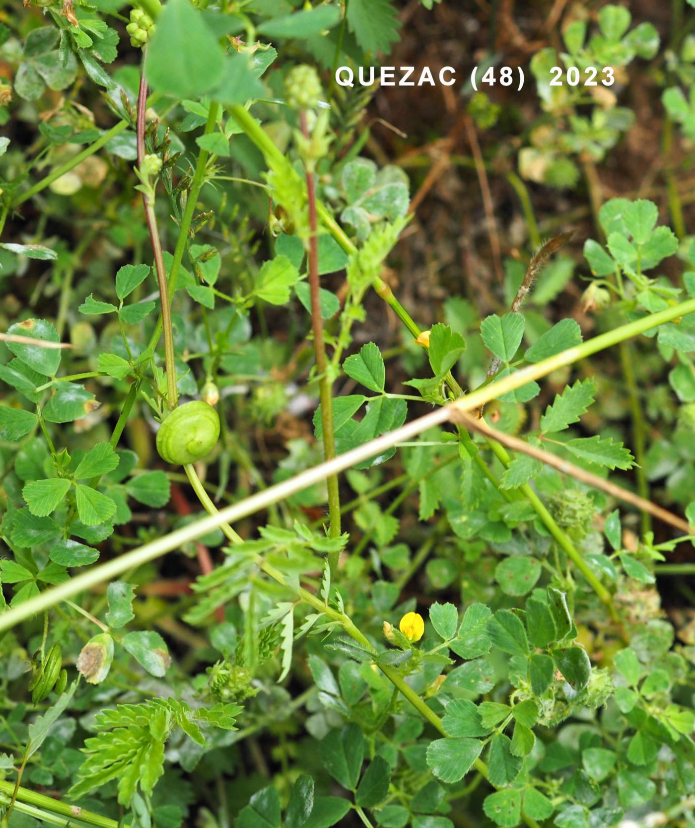 Medick, Large-disked plant